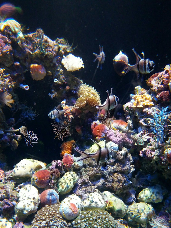 aquarium