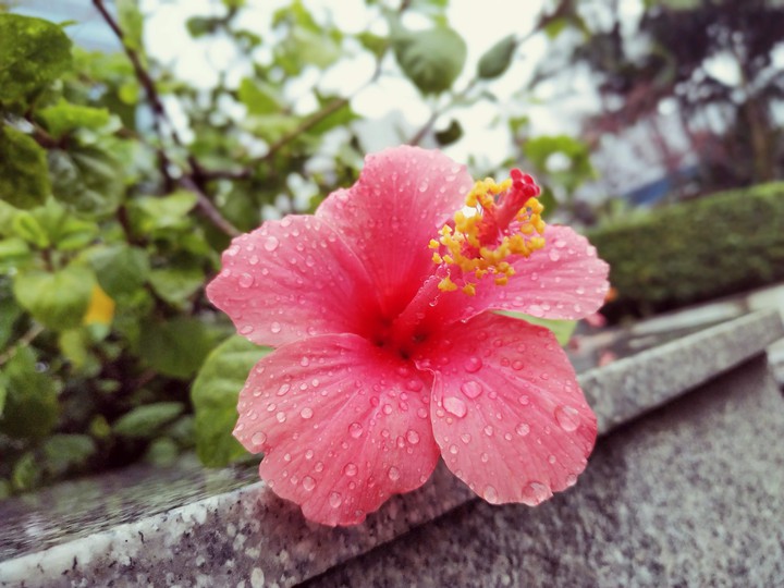 petals♥️raindrops