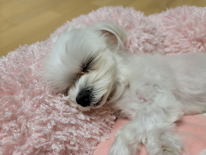 puppy