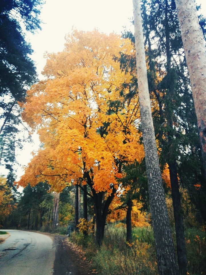 Осень