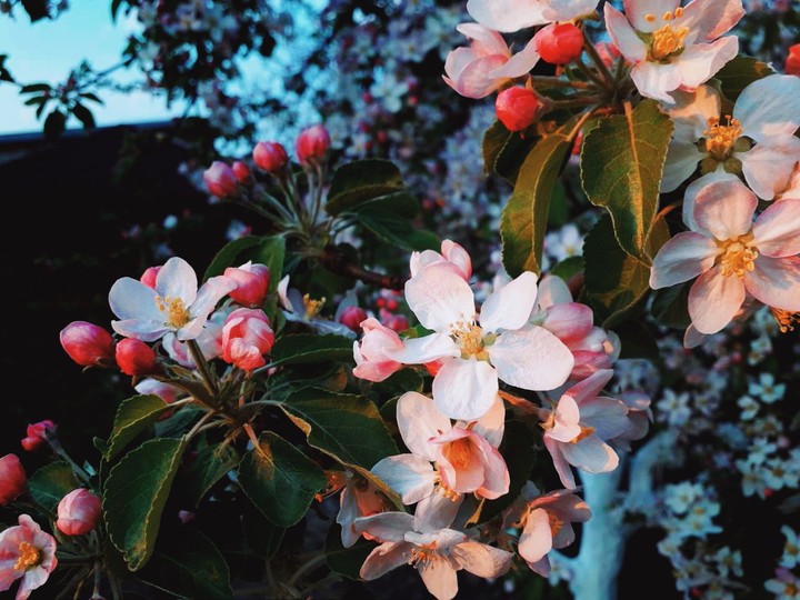 spring in its beauty