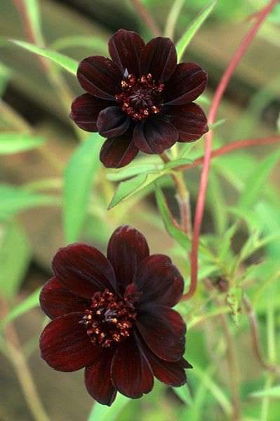Chrysanthemum Chocolate