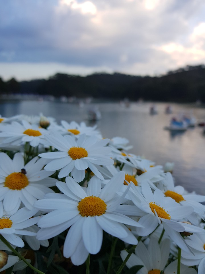 Marigold