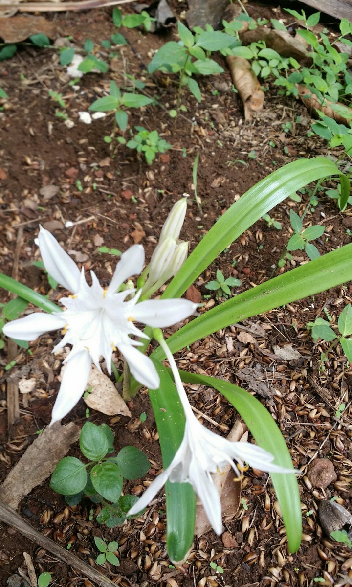 Pancratium maritimum
