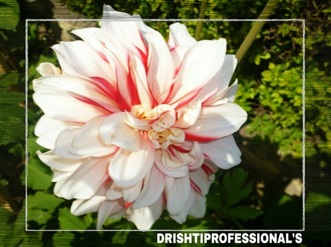 beautiful gift from nature by (DRISHTIPROFESSIONAL'S)