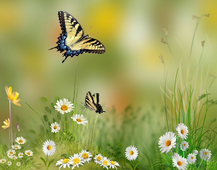 Papillons