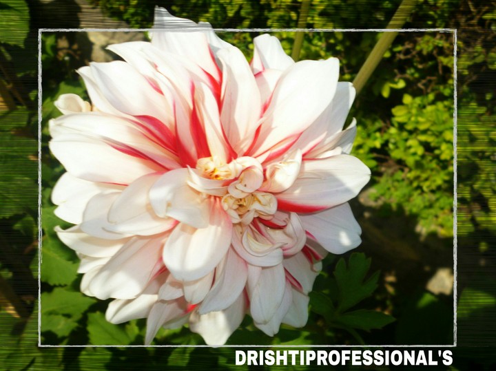 beautiful gift from nature by (DRISHTIPROFESSIONAL'S)