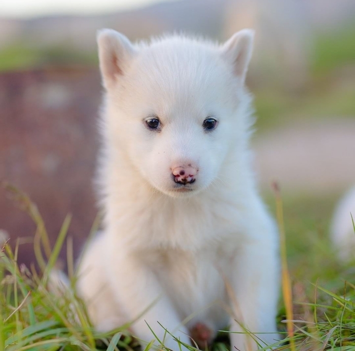 子犬の起きてる顔も可愛い(*≧∀≦*)