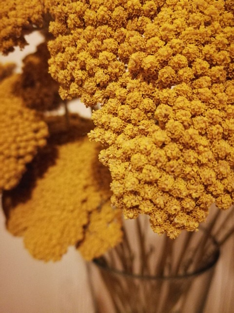 yellow flower