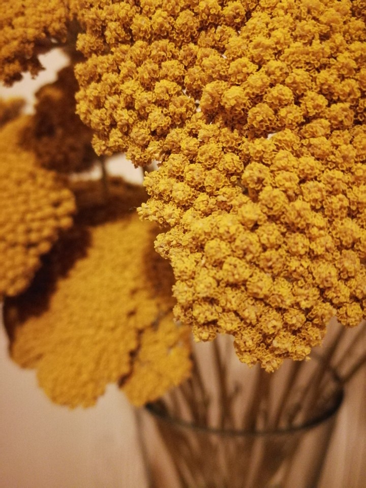 yellow flower