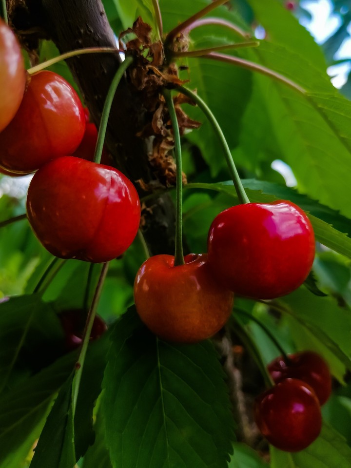 Cherry