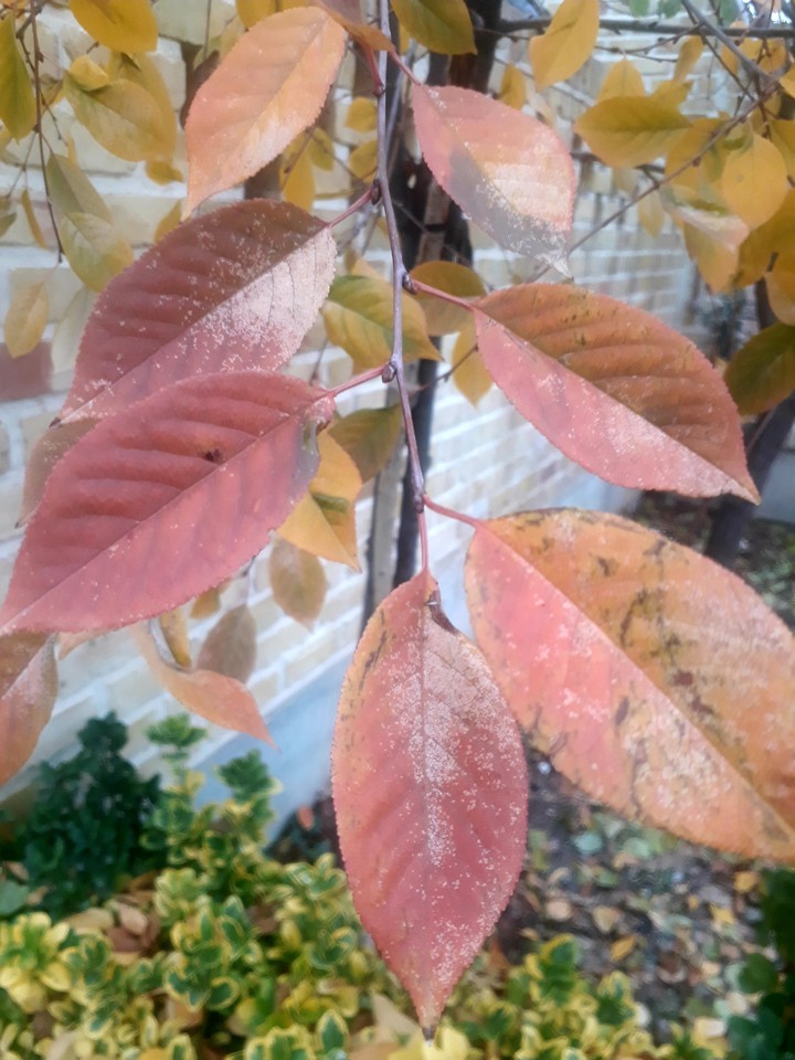 Fall