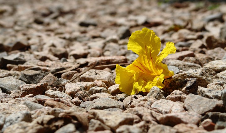 Flower on ground