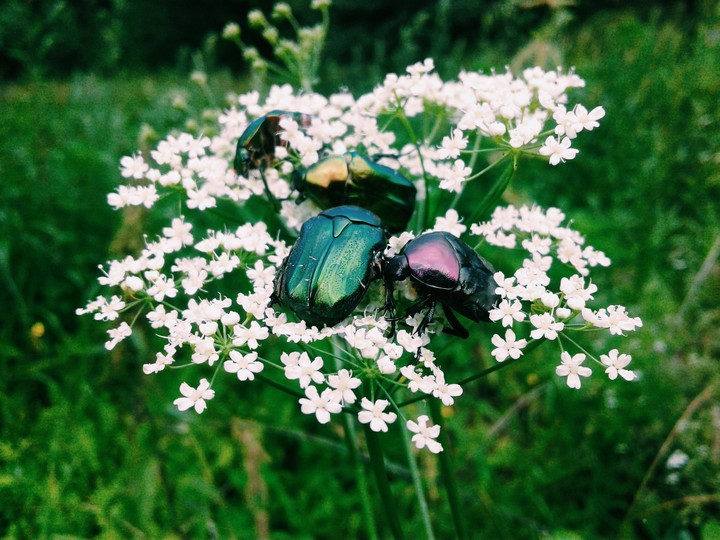 Bugs and flowers 