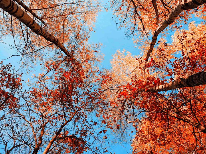Autumn’s color.