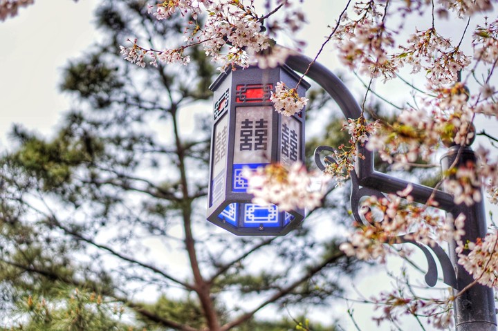 Cherry Blossom