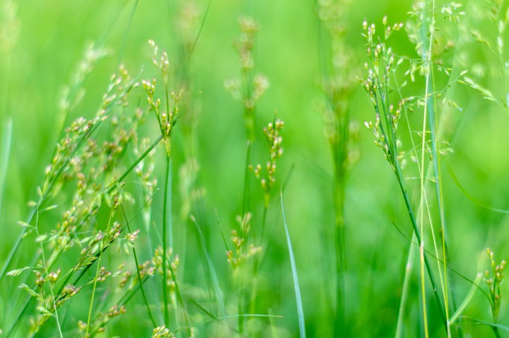 Grass