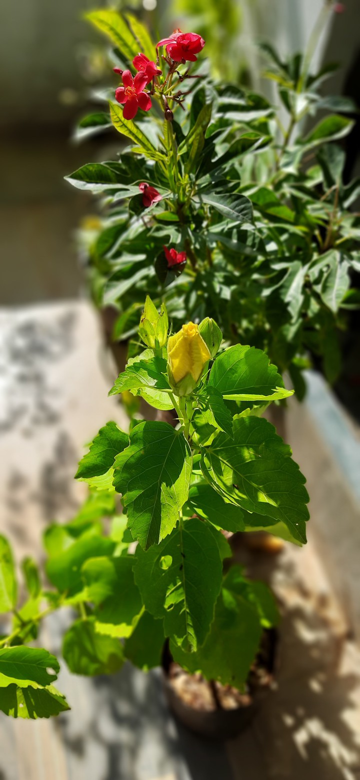 plant
