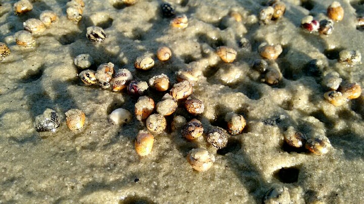 crabs