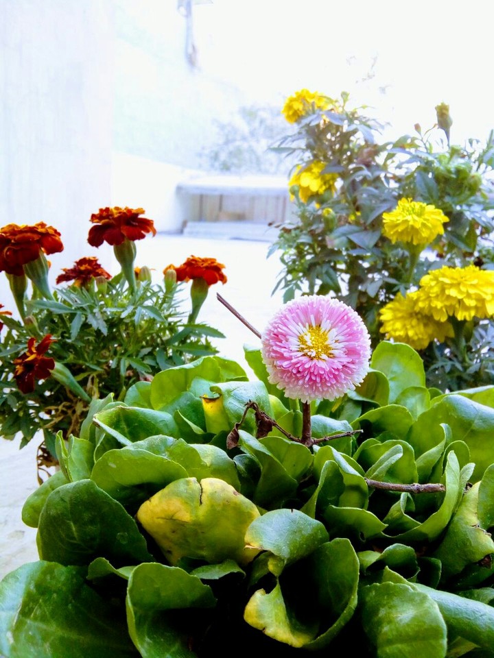 Flowers