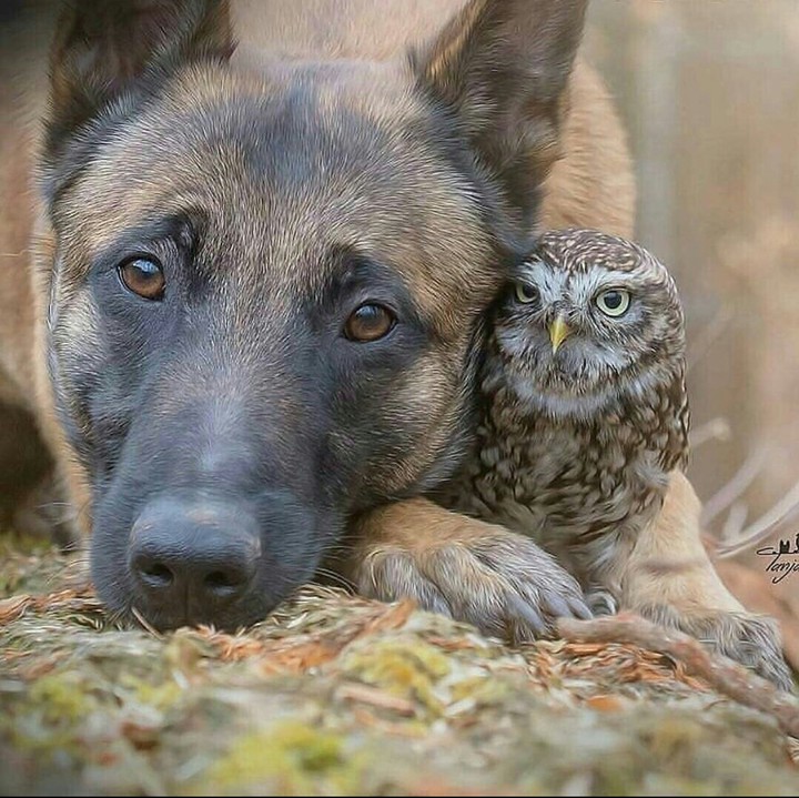 Dog&Owl