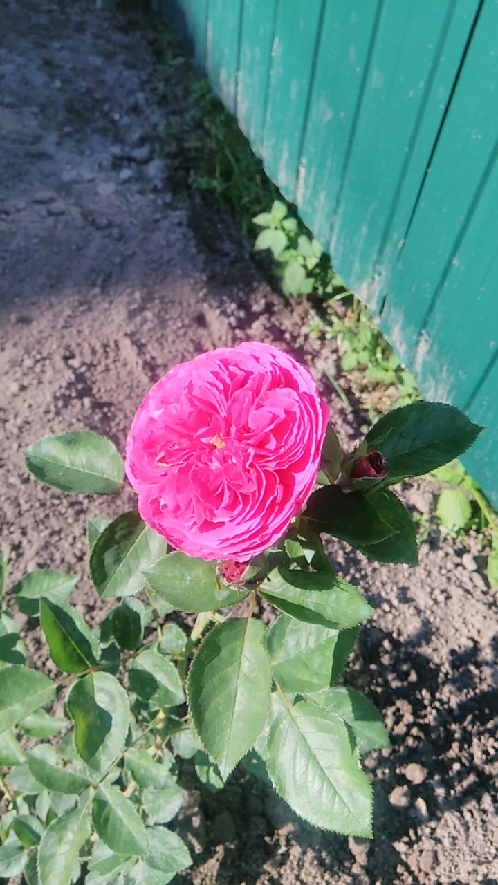 п