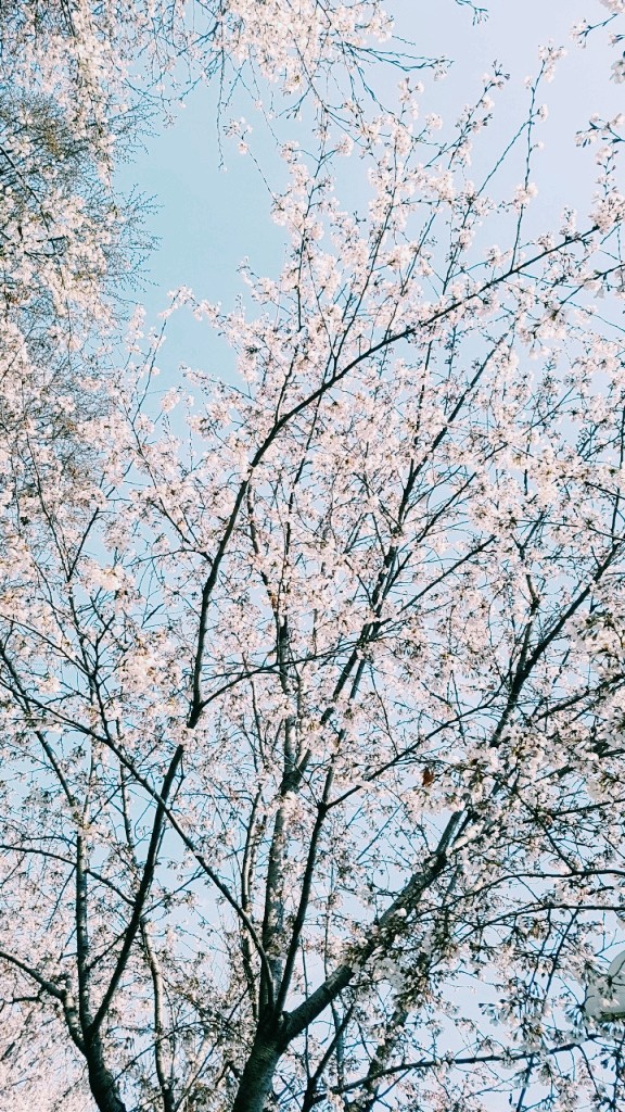 Cherry Blossom Season 2019 Seoul South Korea