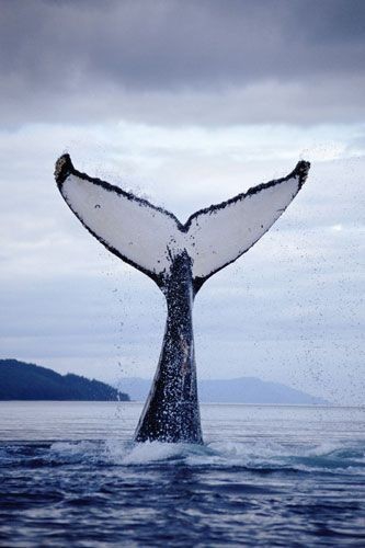 .. whale