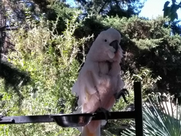 parrot