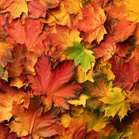 Autumn