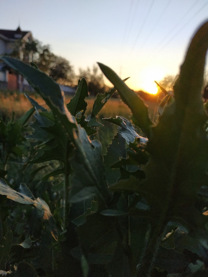 sunset