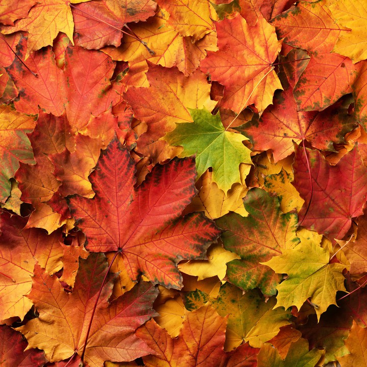 Autumn