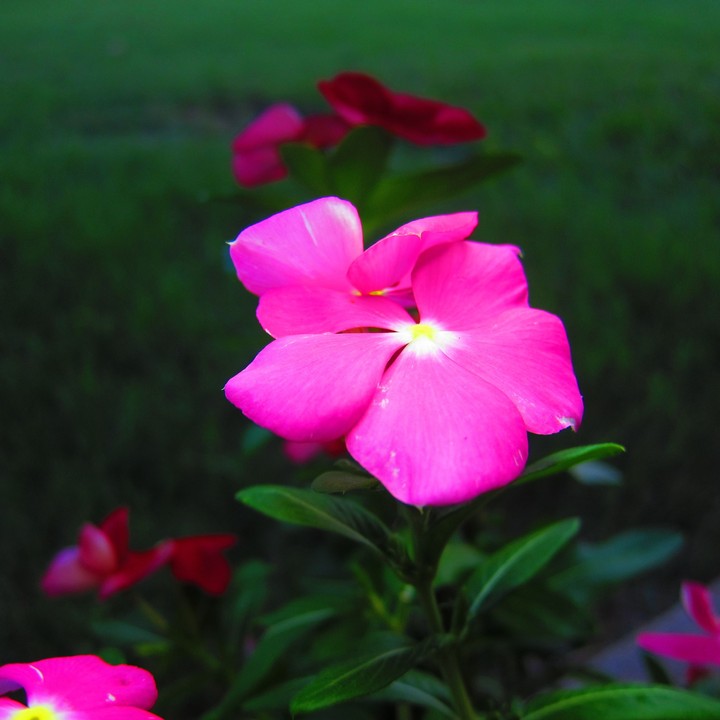 Flower