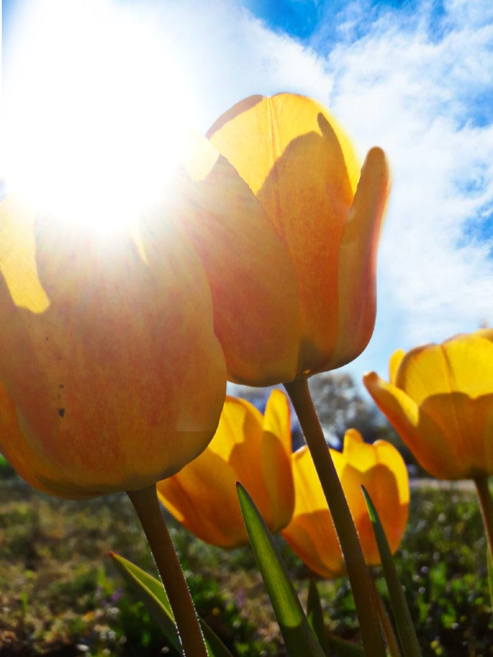 Tulips on the lawn