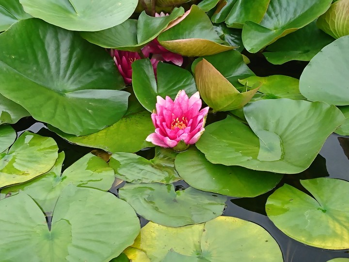 waterlily