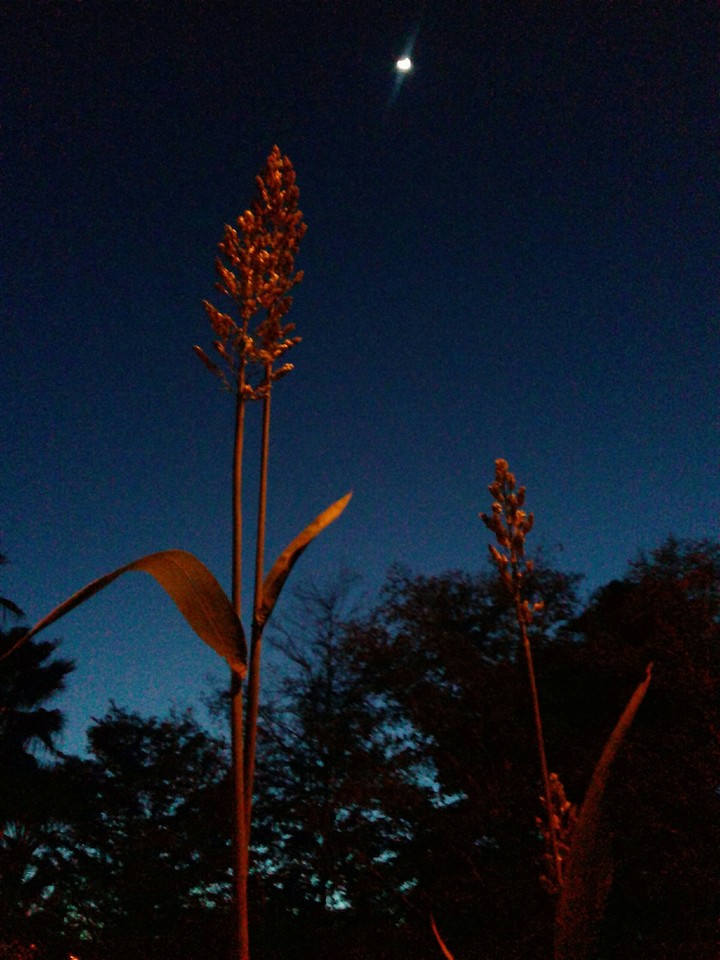 night bloom
