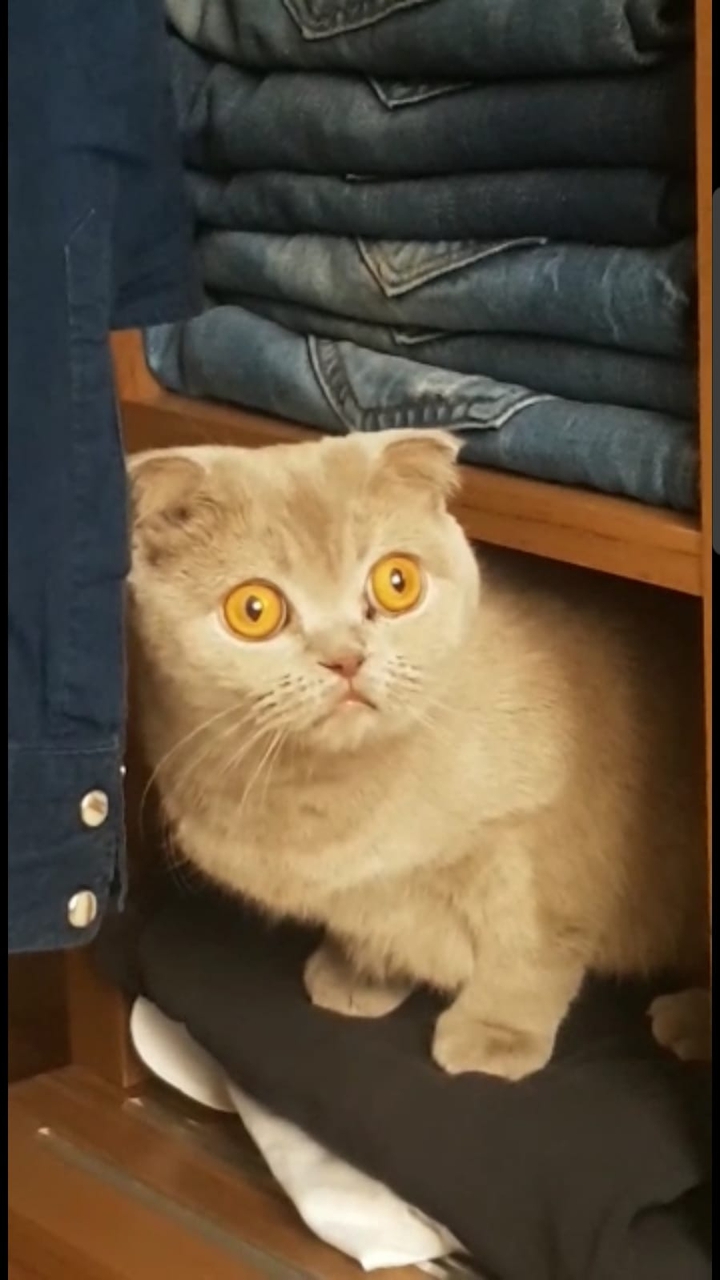 cat