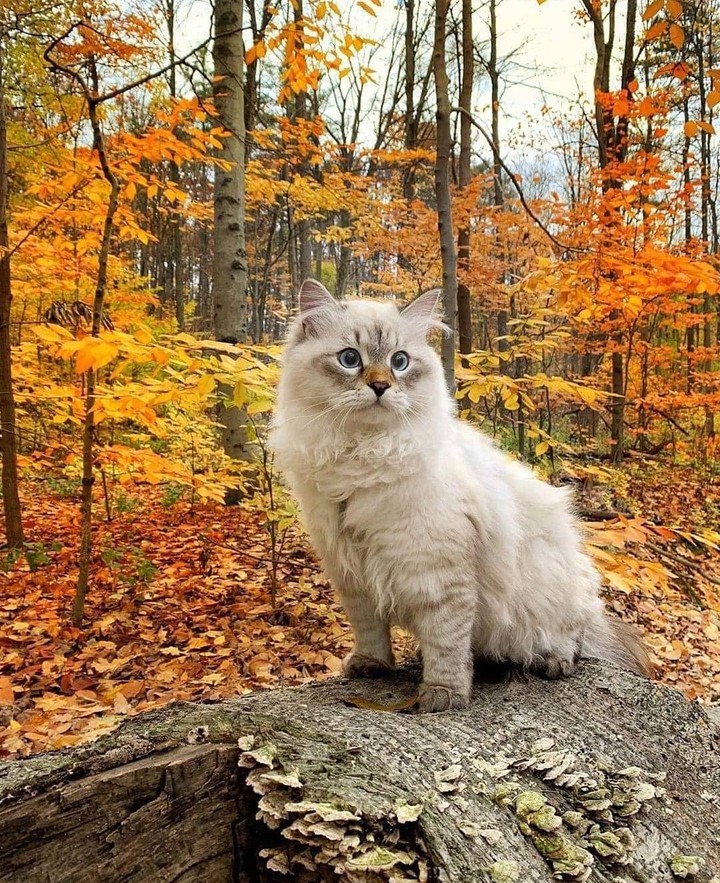 #cute