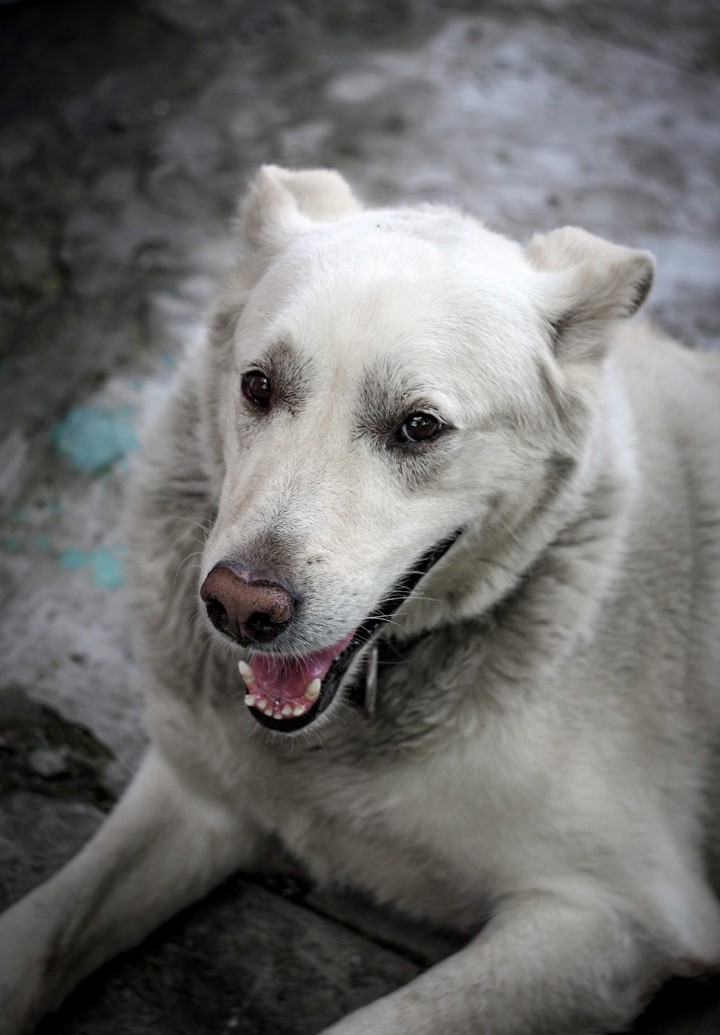 white dog
