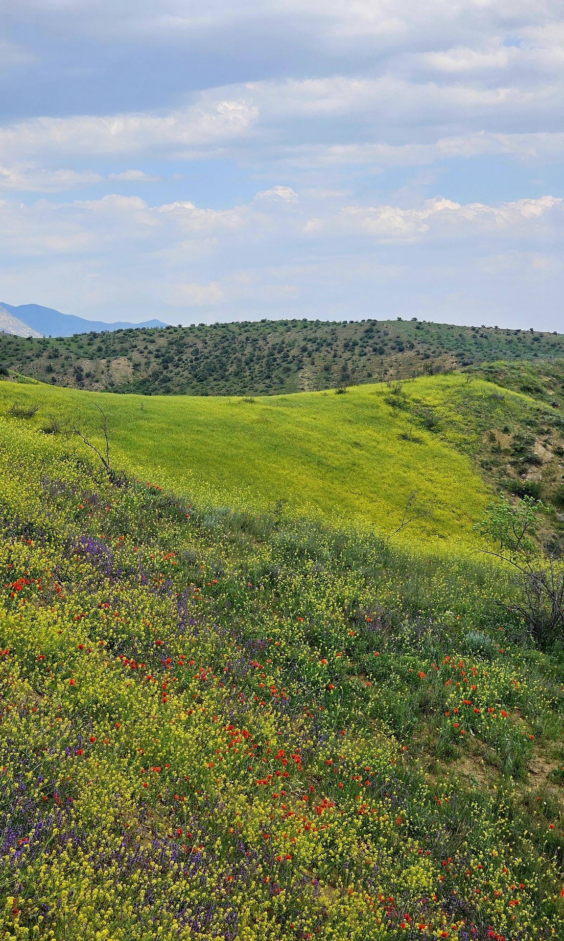 ταπετσαρίες green, Yellow