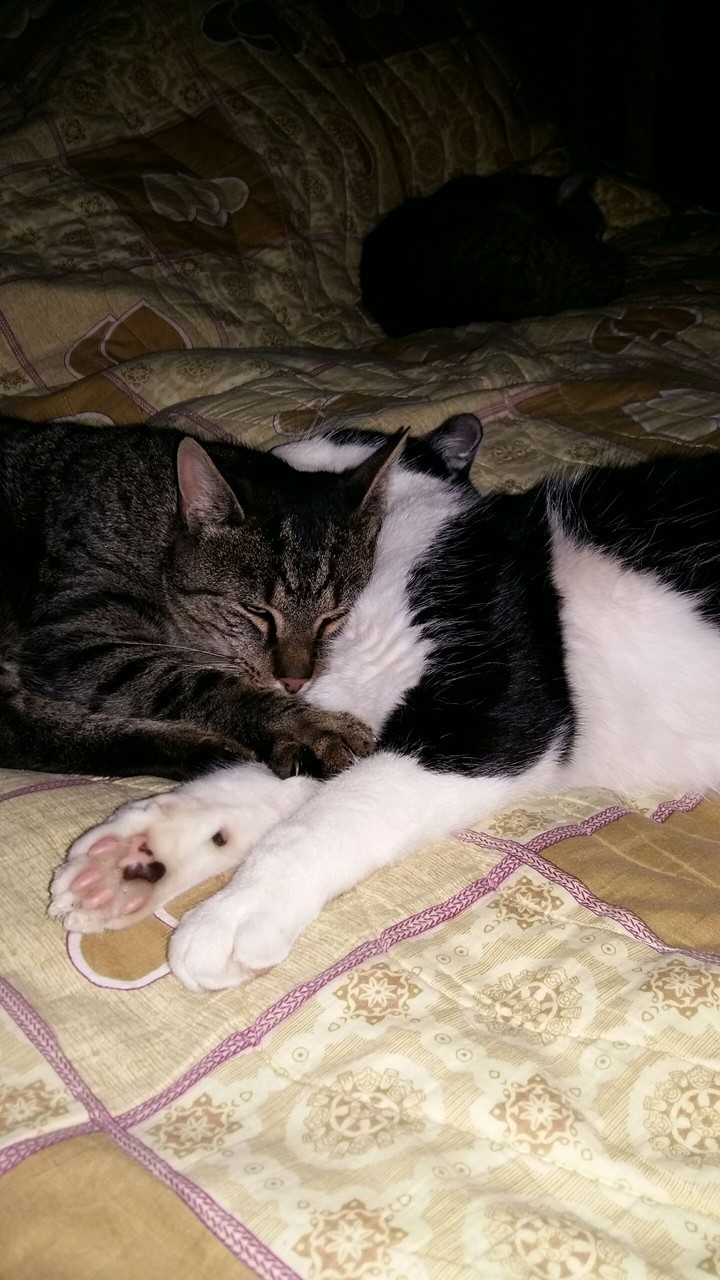 cat love