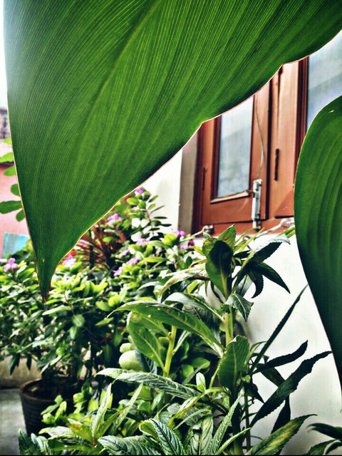 PLANTS