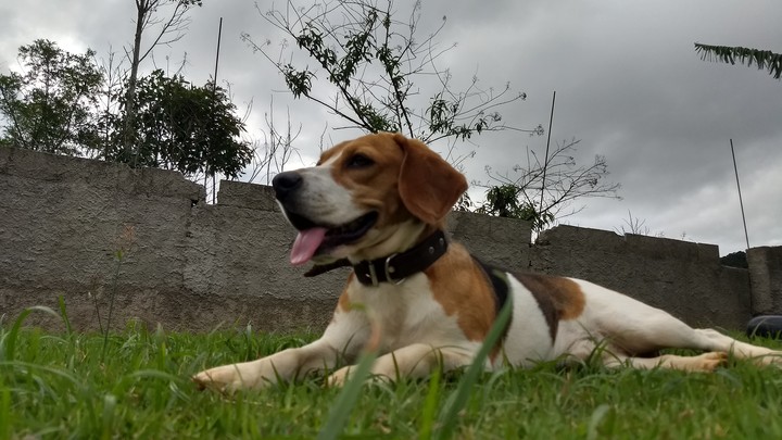 dog