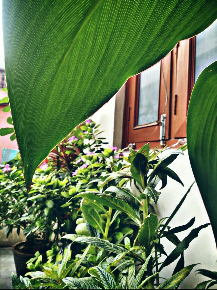 PLANTS