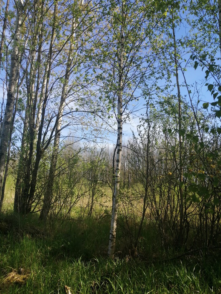 Берёзка.