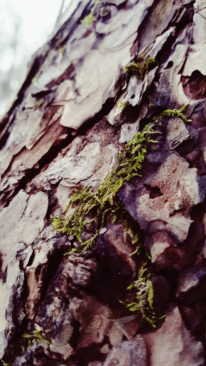 bark