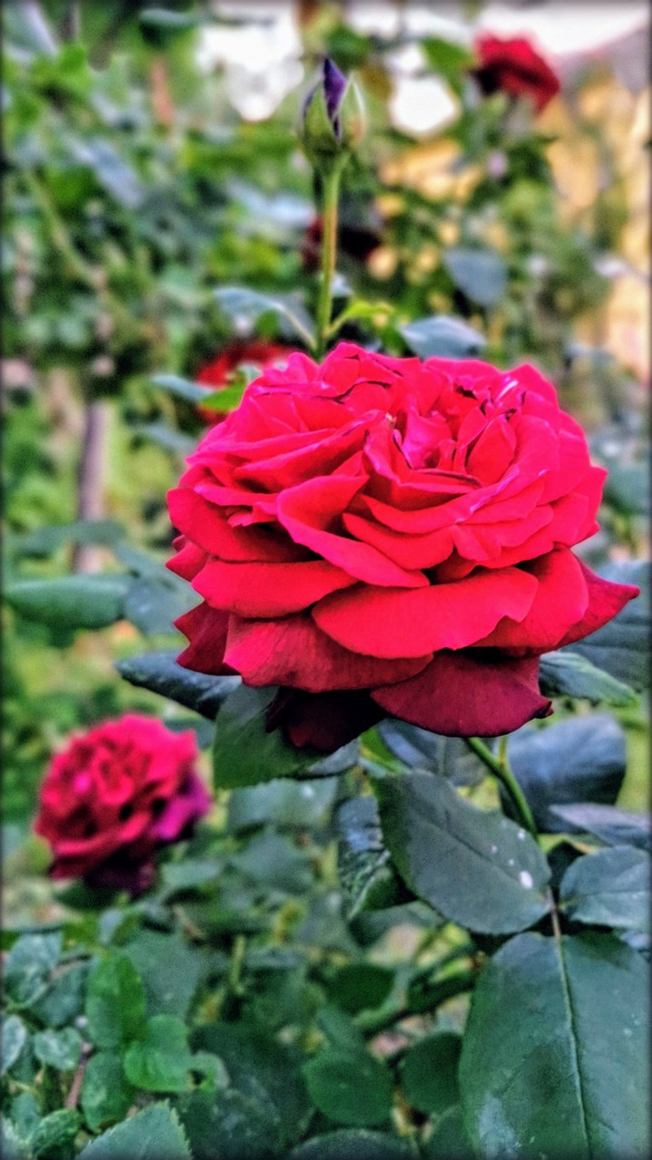rote Rose im Garten
