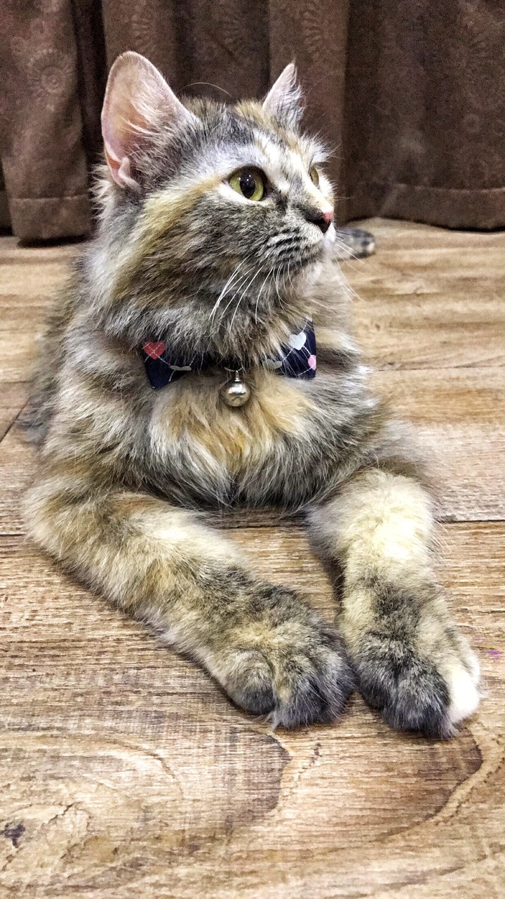 cat