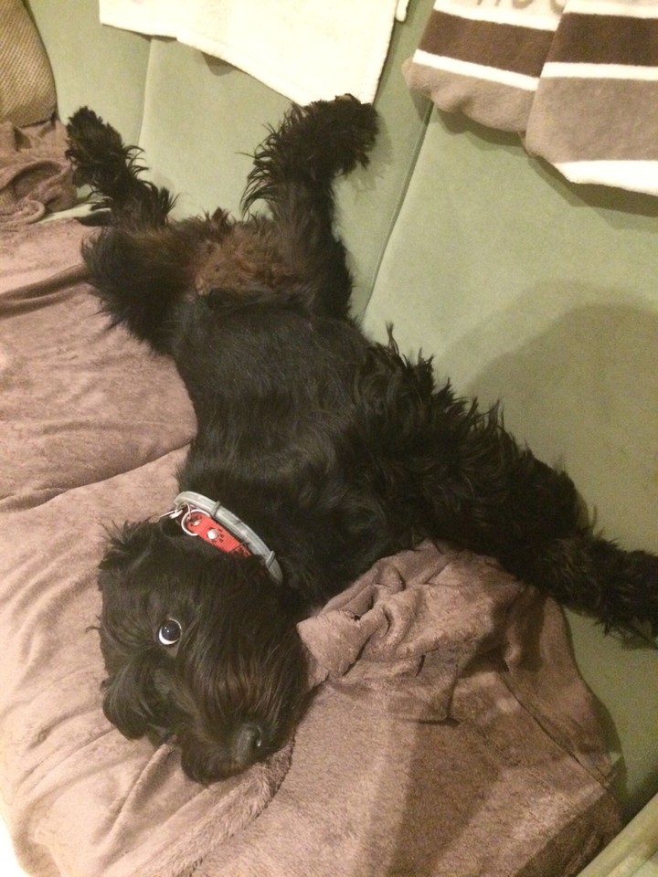 Dog