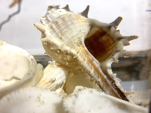 mar